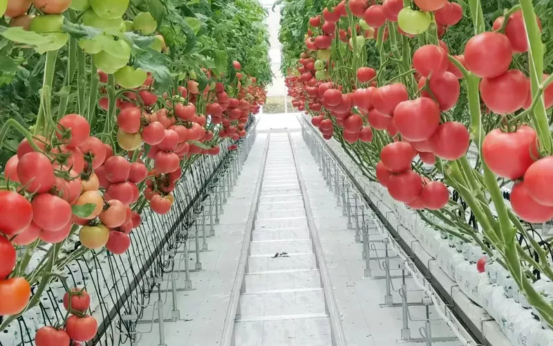 Các đặc điểm và chức năng của nhà kính thủy tinh là gì?