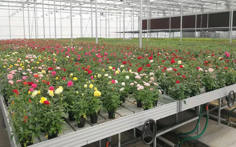 Hệ thống nhà kính: Cách mạng hóa nông nghiệp với các giải pháp bền vững
