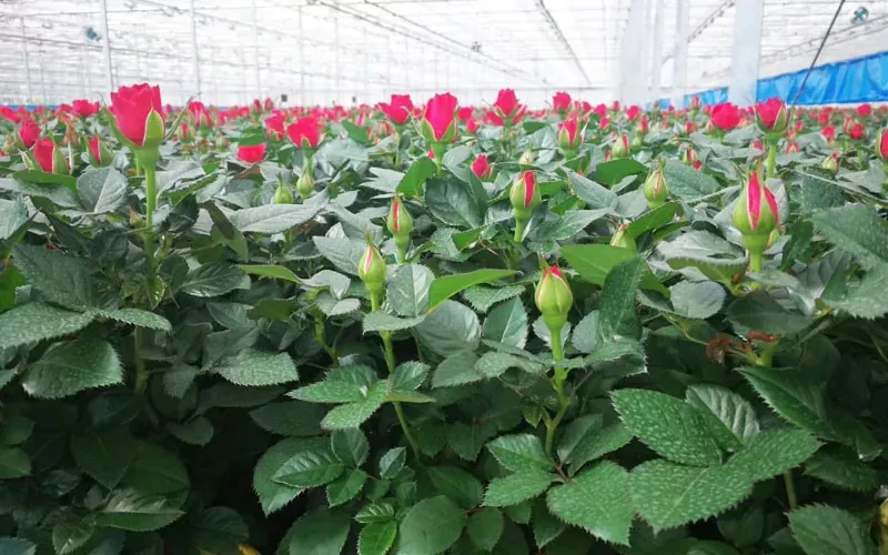 Từ nhà kính nước ngoài của người Hồi giáo đến được sản xuất tại Trung Quốc: Sự trỗi dậy của nhà kính nhựa ở Trung Quốc