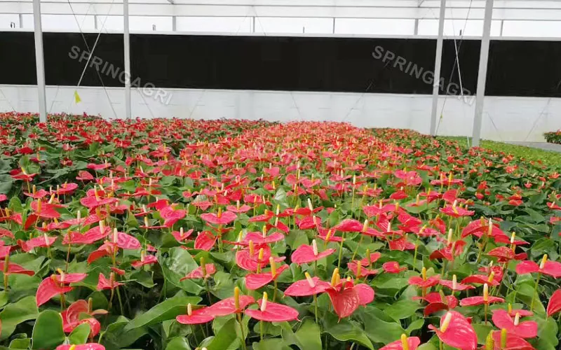 Cần bán nhà kính Anthurium Multispan